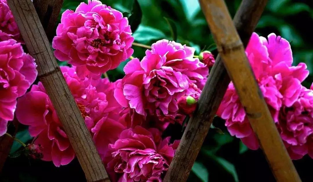 一生一曲一知音,莫负一个有缘人