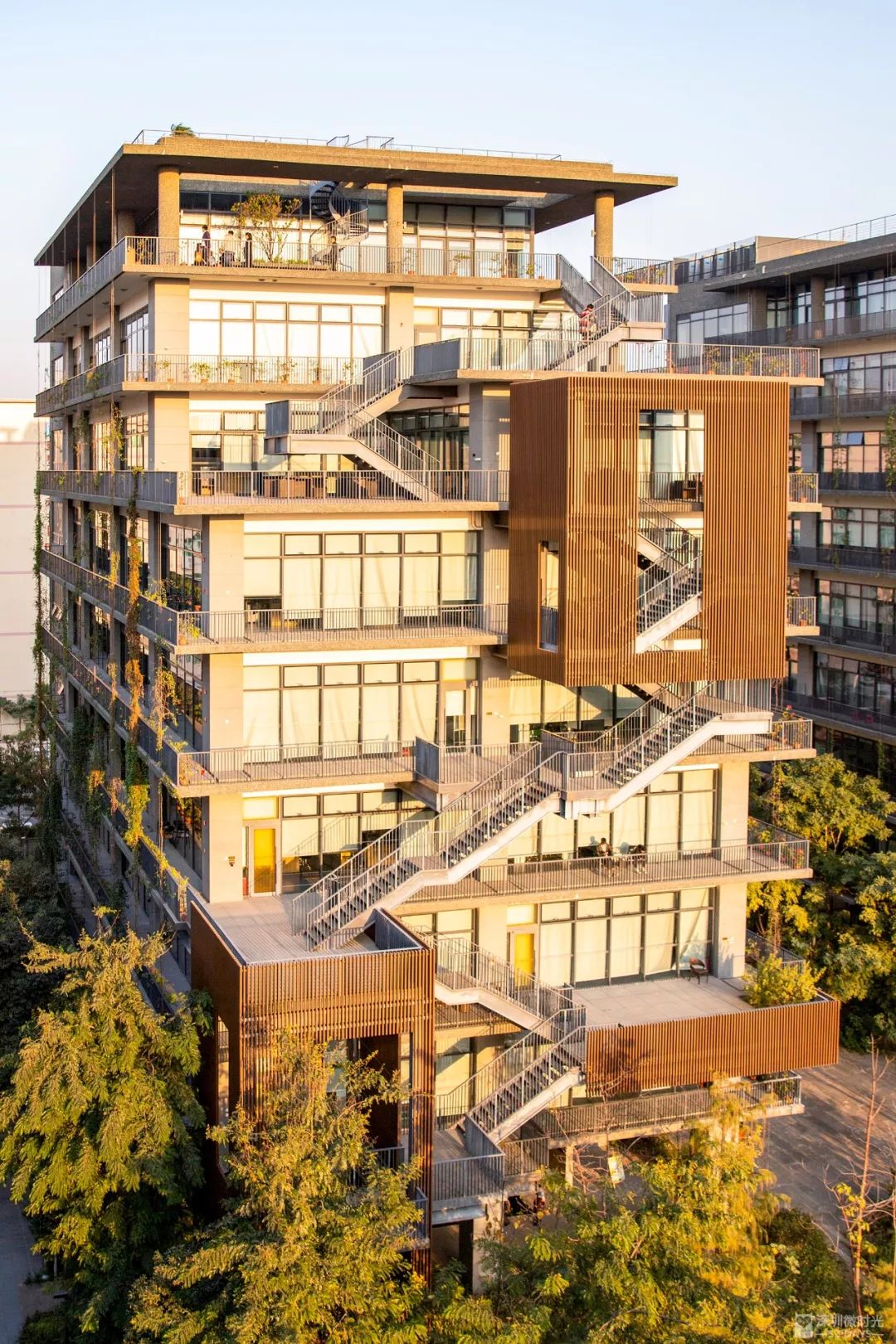 等了1年终于黄了深圳也有金黄色的秋天