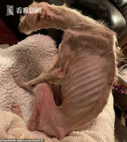 小狗遭弃瘦得皮包骨头肋骨凸出保护组织寻主人
