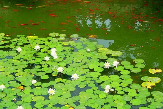 一条小河(外二首)——文/平桥区 朱跃杰__凤凰网