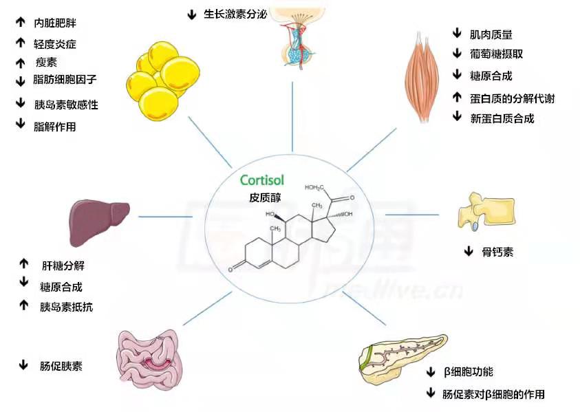 震惊2019关注皮质醇放下手机为寿命充值