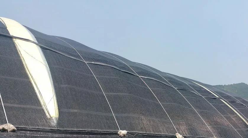 大棚的遮阳网咱们想的太简单了其实里面大有文章