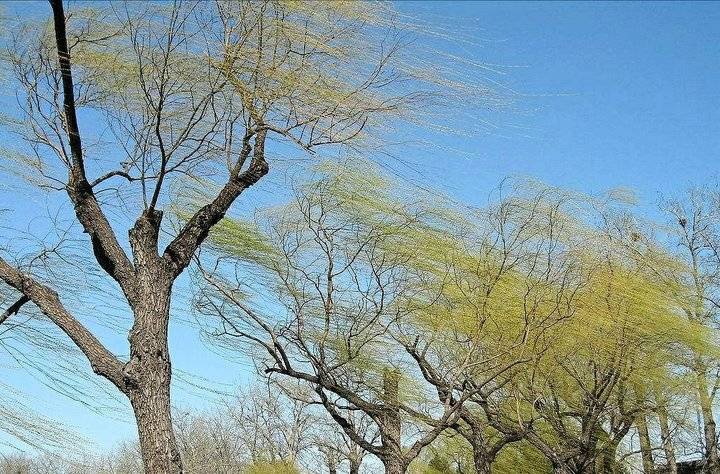 风吹不倒根深的大树