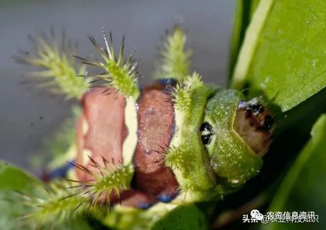 “要你命三千”5大毒虫,夏秋季肆虐横行,注意防范__凤凰网