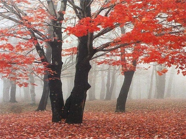 霜降紅葉最後秋色唯美至極