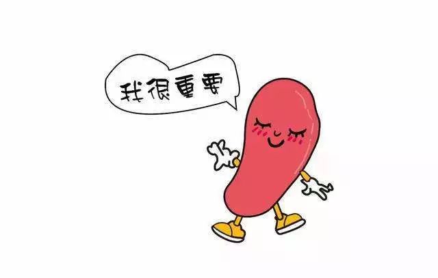 重新认识这个重要的器官脾