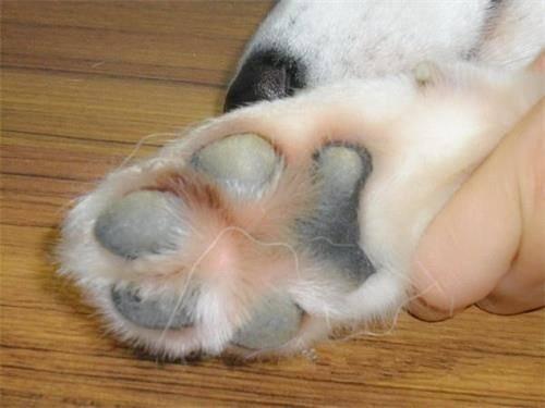 犬的二十脚趾照片图片