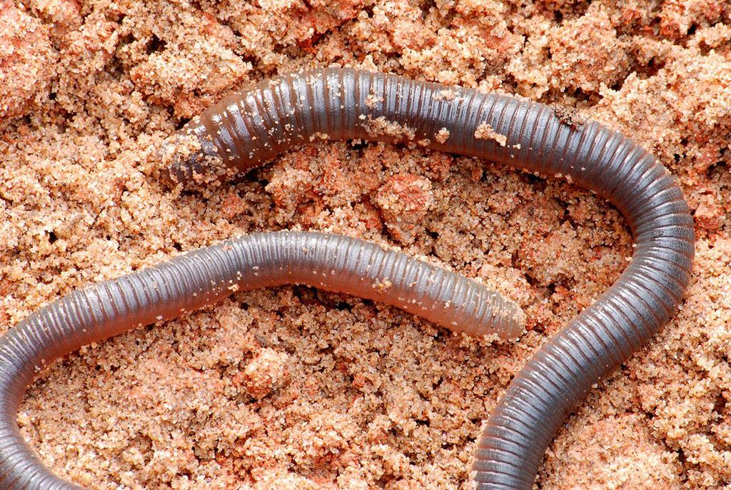 67也因为长相的问题,很多洪荒小说中将鸿钧的本体设定成了蛐蟮,也就