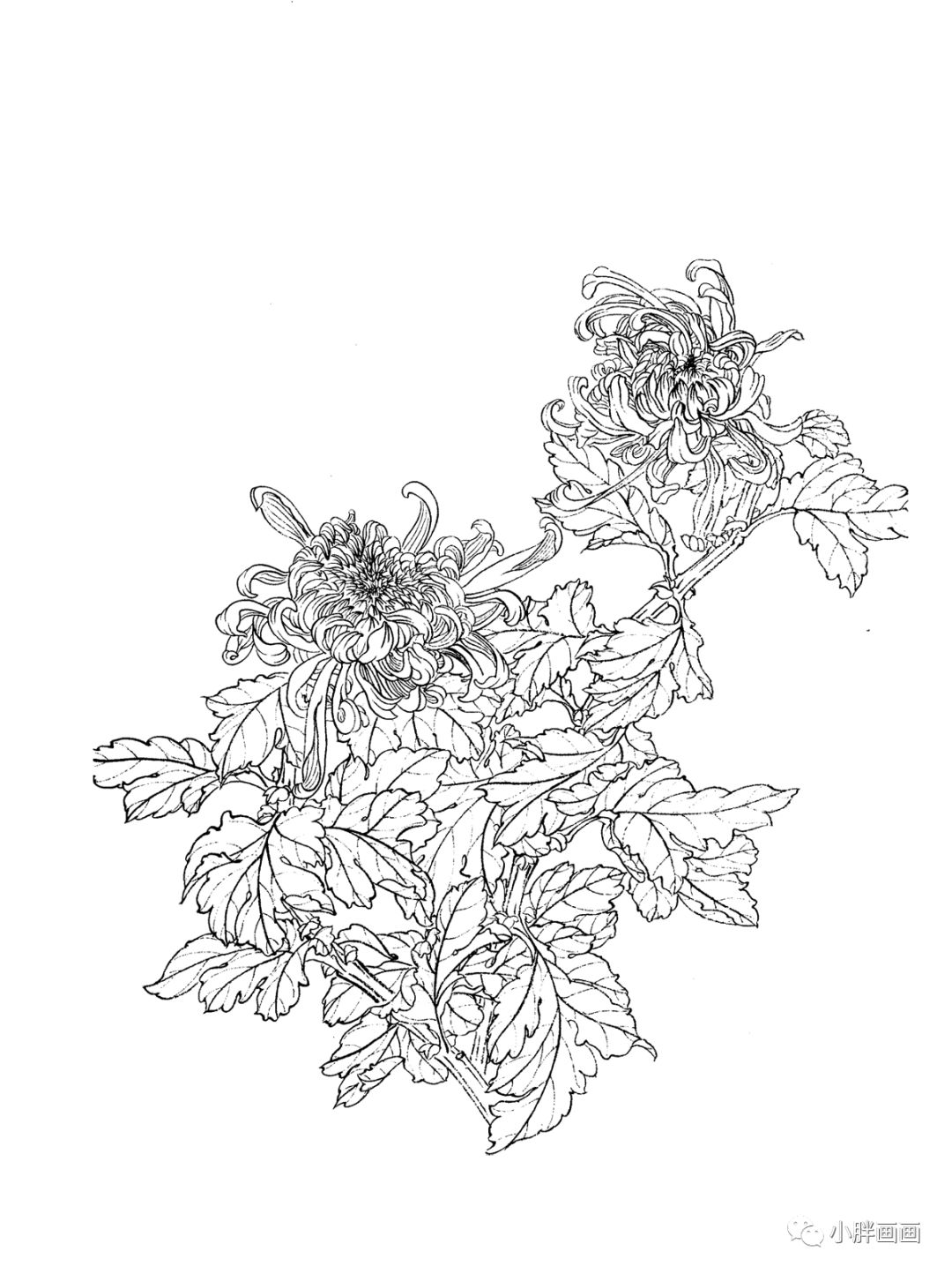 超好看的30张白描菊花!看完现在就画