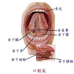 舌头底下的结构图片