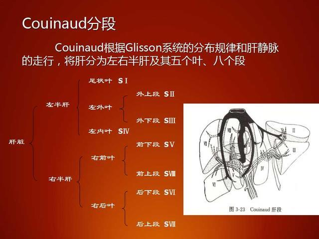 肝段划分口诀及示意图图片