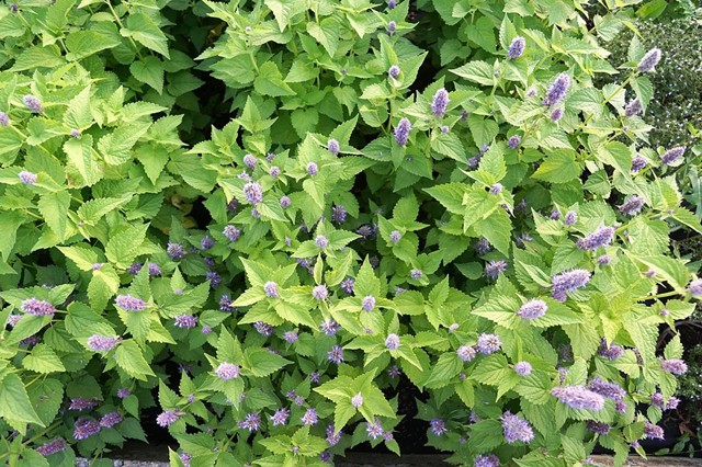 原来薄荷也开花有点小浪漫薄荷开花第一次见你见过么