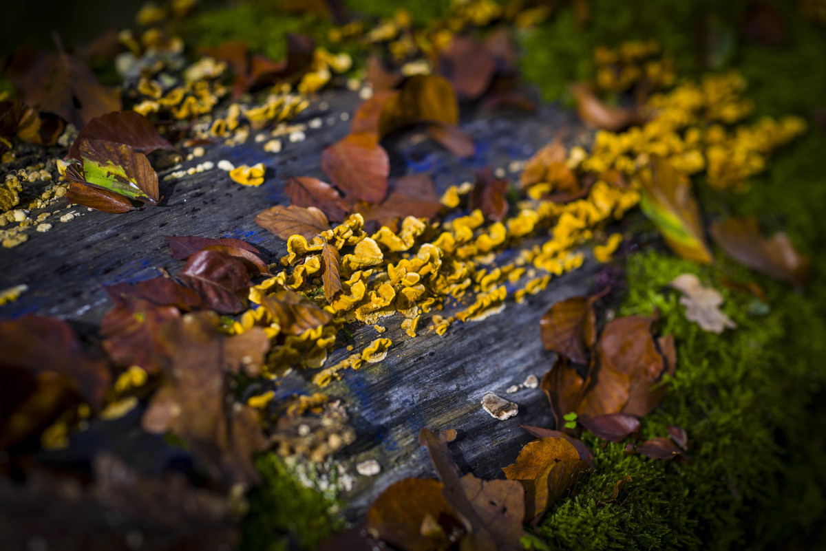 l卡口系统新成员徕卡sl2官方样片图赏