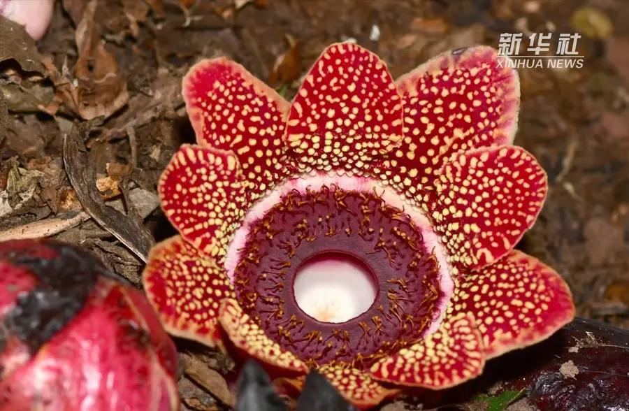 惊艳寄生花重现云南西双版纳