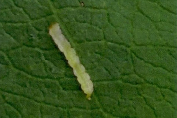 桃树潜叶蛾的发生以及防治