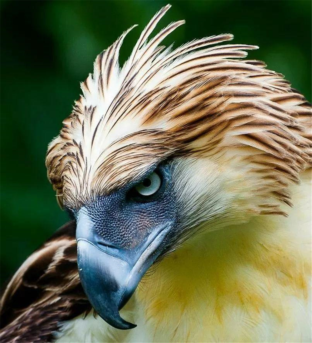 吕宋岛藏有世上最凶鸟爪子有人手大最恨猴子先把它眼啄瞎再吃