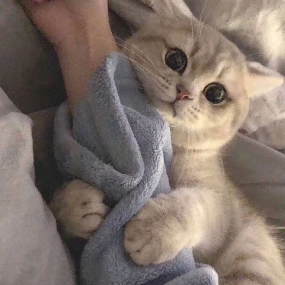 头像分享,那些萌死人的喵星人