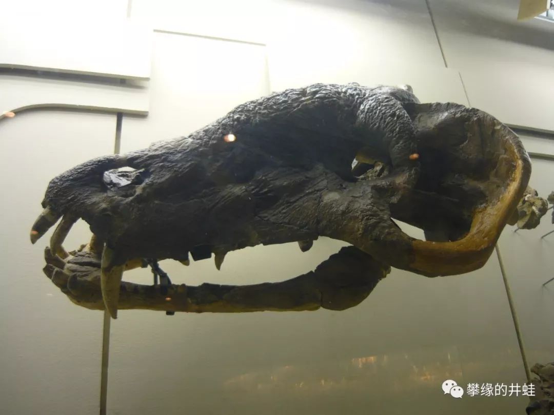 博滕斯巨型兽,头骨全长65厘米左右.图片来源自网络.