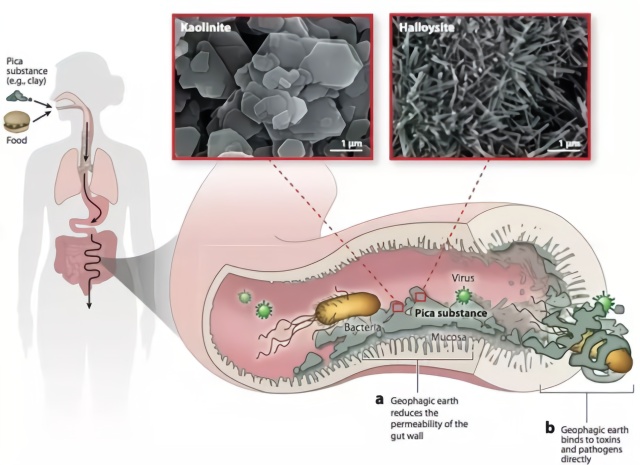 覆蓋在腸壁上的黏土降低了粘膜的滲透性,並吸附細菌和病毒