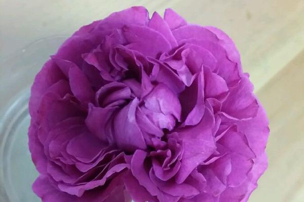 伊芙系列月季四 伊芙日出,这系列中最耐热耐晒的,热烈的红色__凤凰网