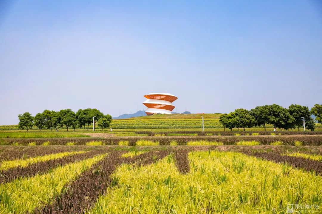 40万㎡向日葵花海15万㎡稻田艺术来了画面绝美就在深圳