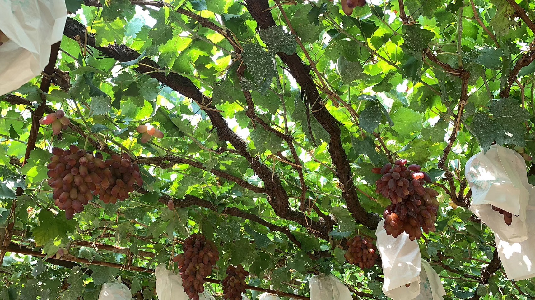 秦皇岛市昌黎:酿酒葡萄田管忙__凤凰网