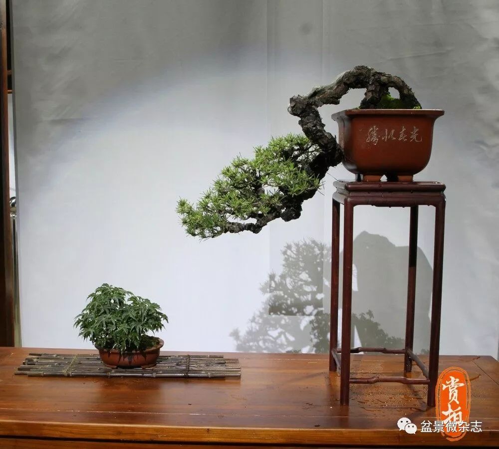 2019中国工——中国(新沂)小品盆景国家博览会部分获奖作品