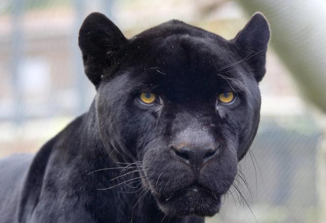 世界上最凶猛的动物,咬合力惊人可怕,比狮子老虎还要凶猛__凤凰网