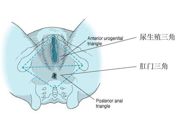 男生小腹下面三角区图片