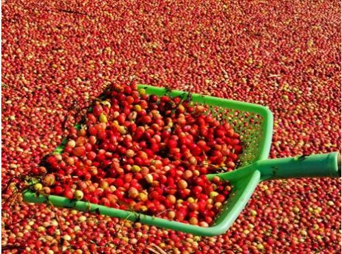 蔓越莓奇观闪耀东极 中国蔓越莓迎来丰收元年