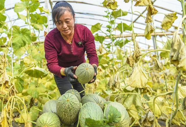 河北枣强:哈密瓜种植助推产业脱贫