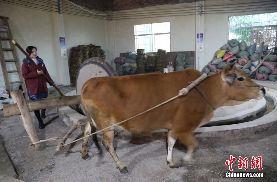 村民通过牛拉碾子,碾压茶籽.何红福 摄