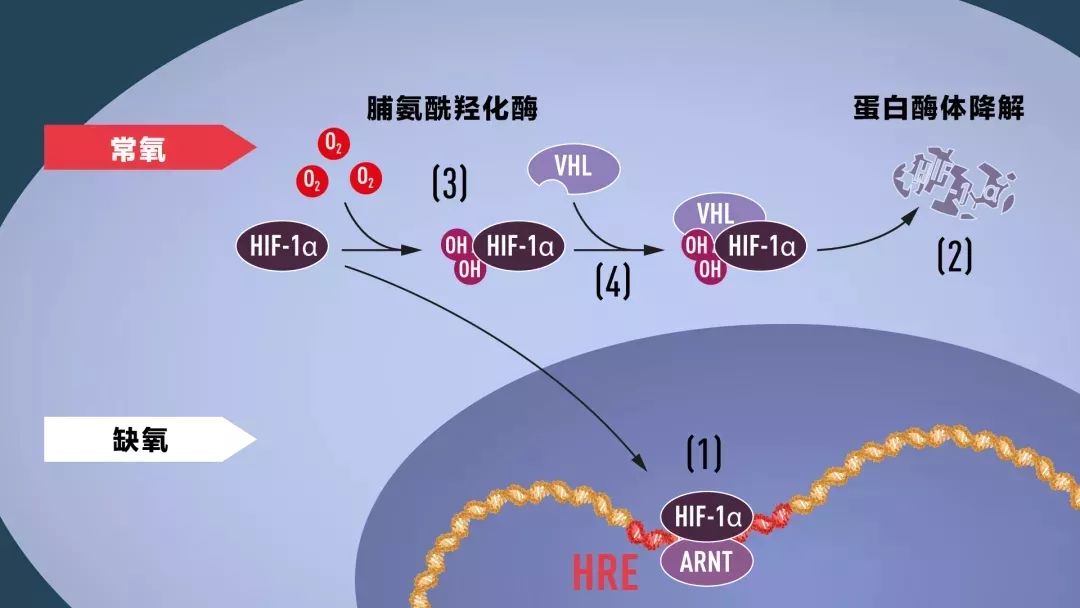 直擊諾獎| 2019諾貝爾生理學獎:面對缺氧,我們的細胞在做什麼