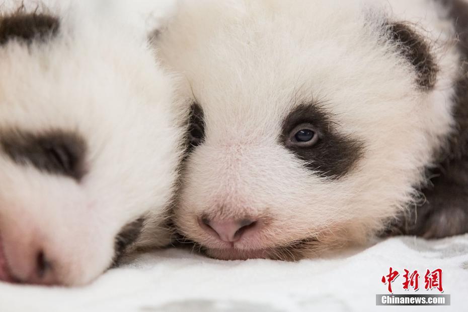 旅德大熊猫幼崽出生满2个月 双胞胎宝宝最新照萌态可掬
