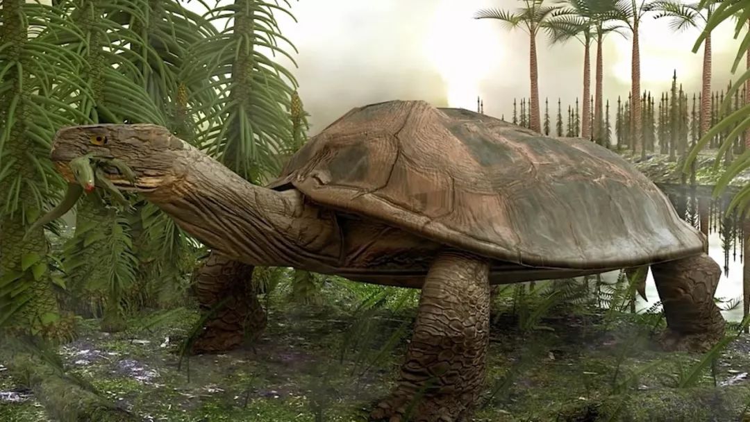 地球上出现过最危险的乌龟top10,有的跟甲壳虫汽车一样大