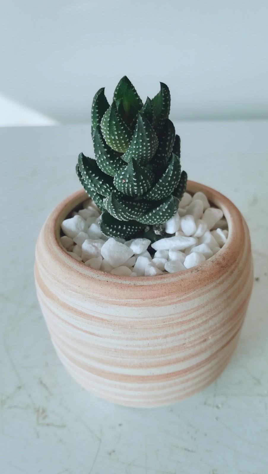 奇趣多肉九轮塔:节节高升,萌萌胖多肉