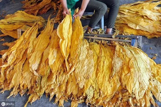 明知其親戚未取得菸草專賣行政主管部門許可,仍幫助其收購,運輸菸葉