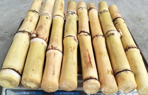 口感竟然是奶油甜味,这是以前吃黑皮和青皮甘蔗没有过的口感,喜欢!