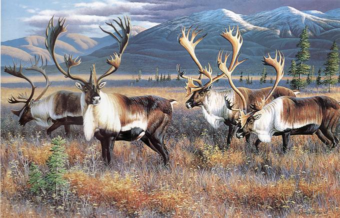 山海经星兽系列,二十八星宿中的井宿,井木犴