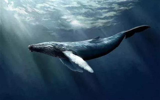 木卫二鲸鱼照片图片