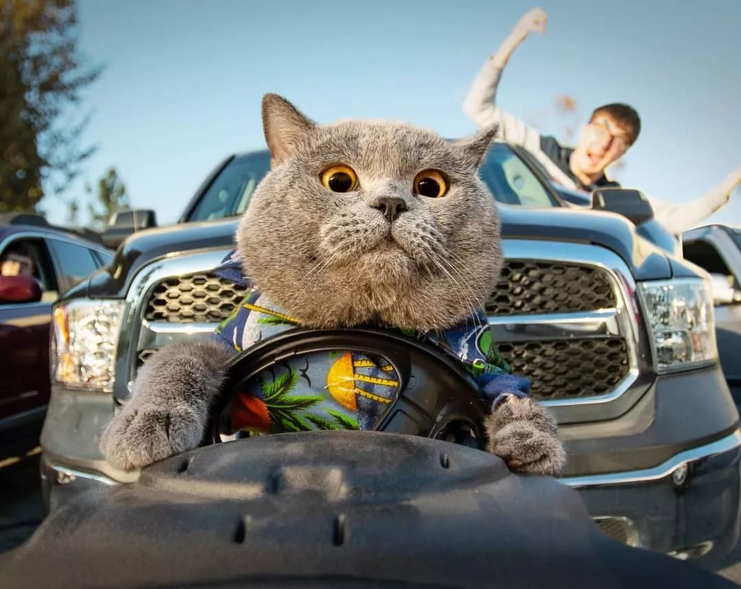 而是冲着小哥的戏精猫prince michael去的但大家都不是去看小哥的虽然