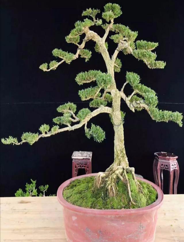 5款黄杨盆景造型:"家有黄杨,世代栋梁",你相中了哪一款?