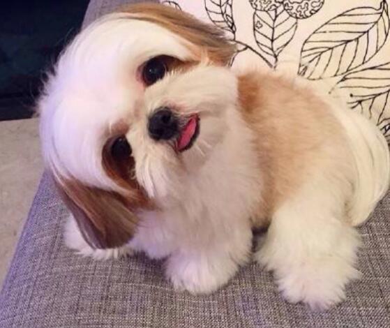 养好西施犬,你不可不知道的小秘密