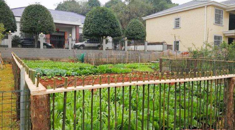 农村庭院之中种植蔬菜根据不同的季节选择不同的蔬菜有收获