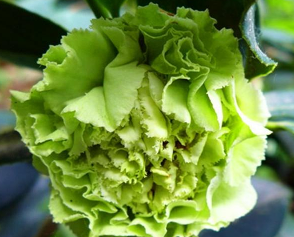 绿可娜茶花花开绿色花期长达5个月国内少见