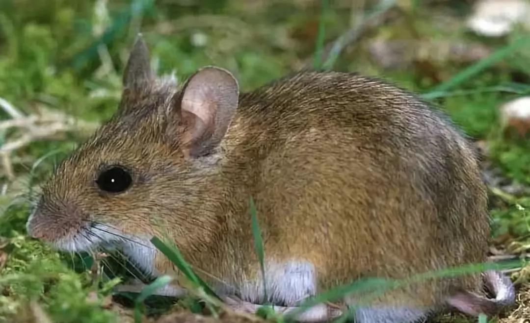 回不去的故乡之捉鼠