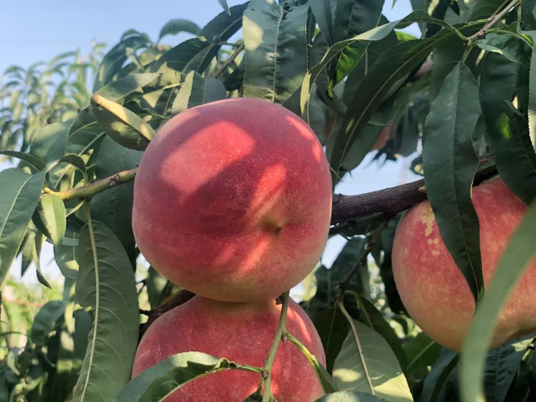 90%的人都难以吃到的金秋红蜜桃,尝鲜期只有1个月