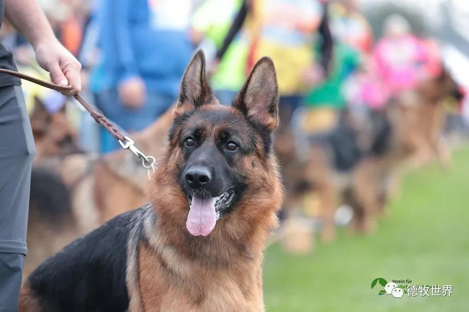 2019年德国牧羊犬sv德国本部展,开始比赛感受赛场气氛