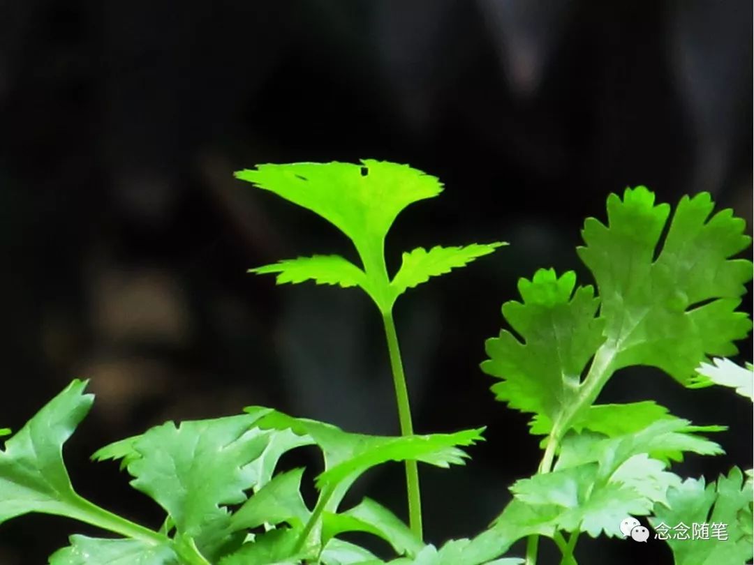 香菜和油菜到底是不是佛教中所说五辛