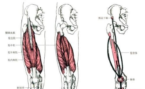 其他三束則都是連膝關節屬於單關節肌肉,股內側肌在於大腿內側,股外側